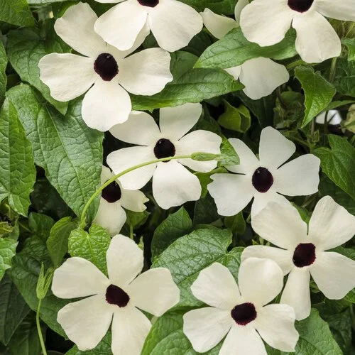 thunbergia coconut a-peel white flower