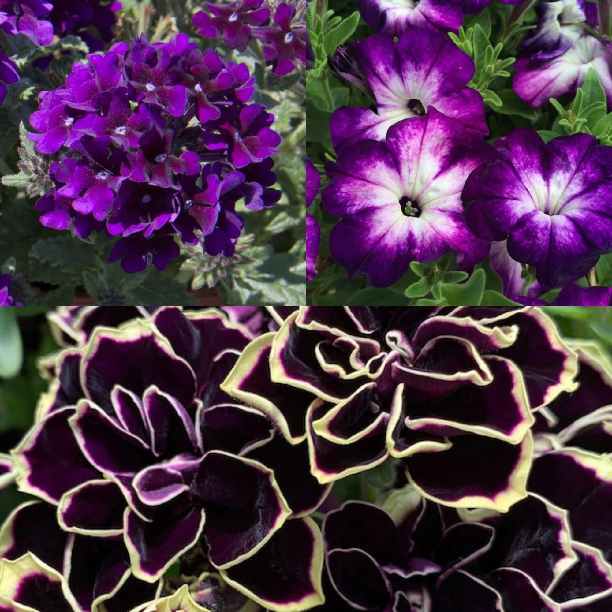 midnight radiance flower basket mix (1).jpg