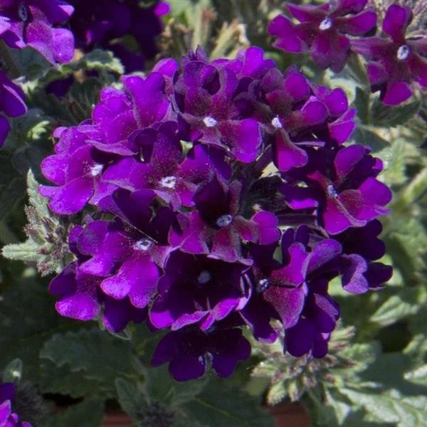 verbena lascar velvet purple cluster flower