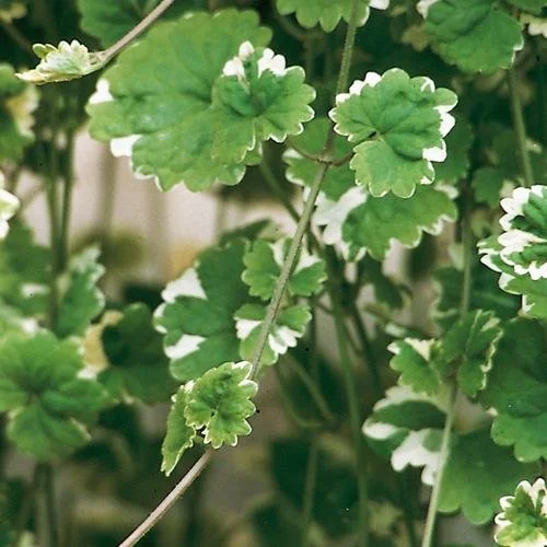 creeping charlie green trailing plant