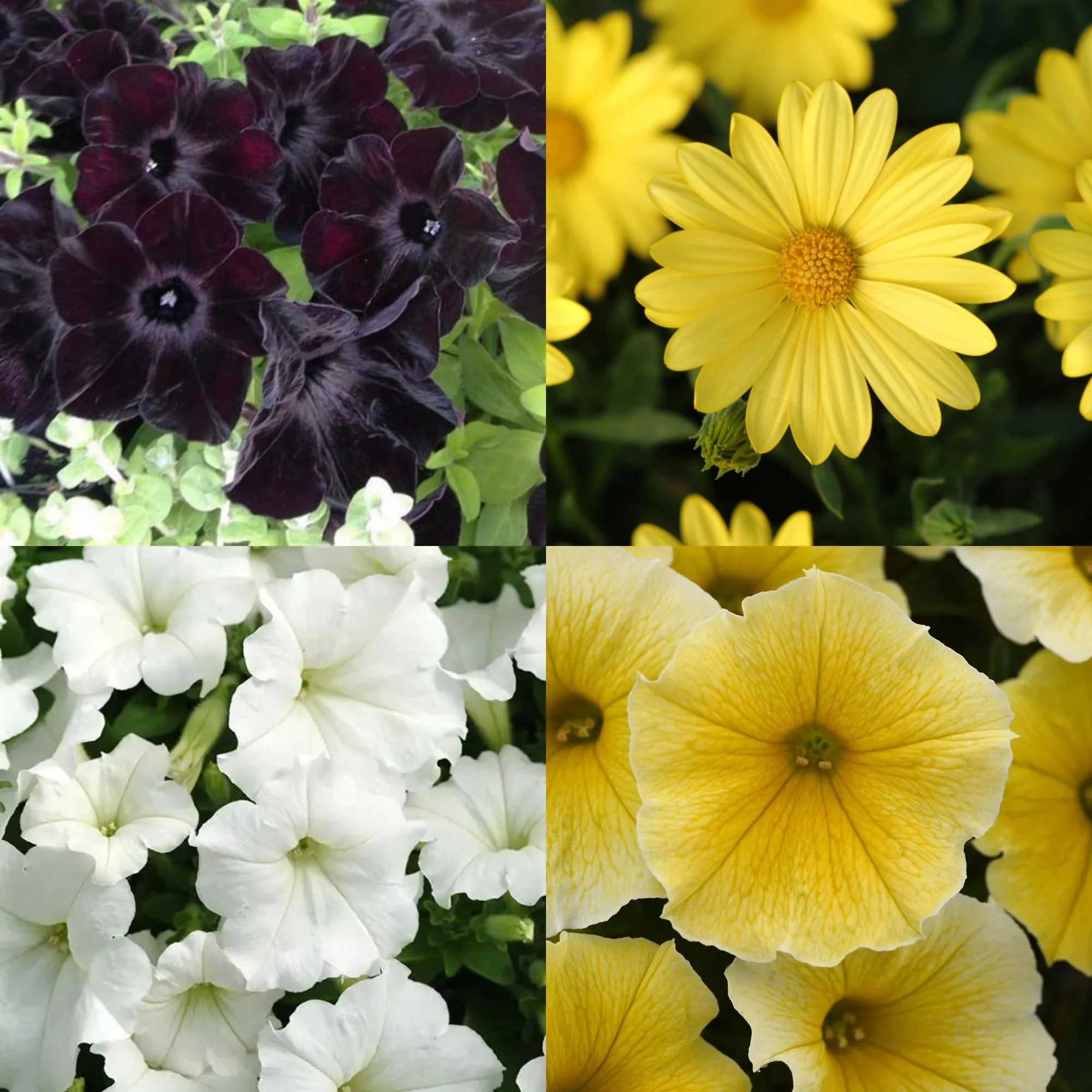 humble bumble flower basket mix.jpg