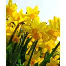 daffodil.jpg
