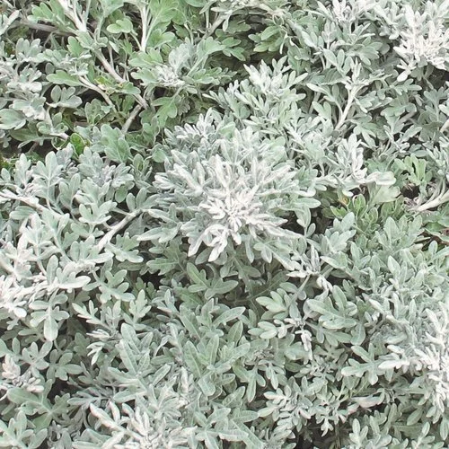 quicksilver white frosted leafy plant