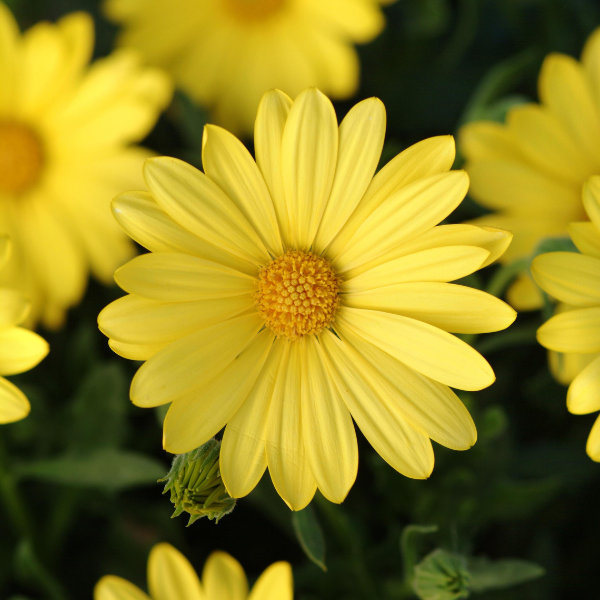 Osteospermum Voltage Yellow