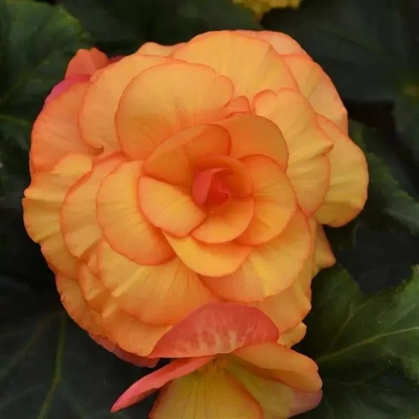 begonia on top sunset shades.jpg