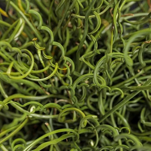 juncus_graceful_grasses_curly_wurly_tag.jpg
