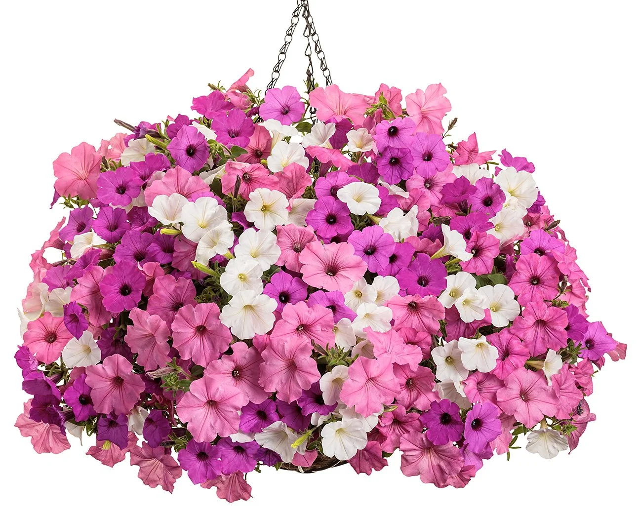 Vista View hanging flower basket.jpg