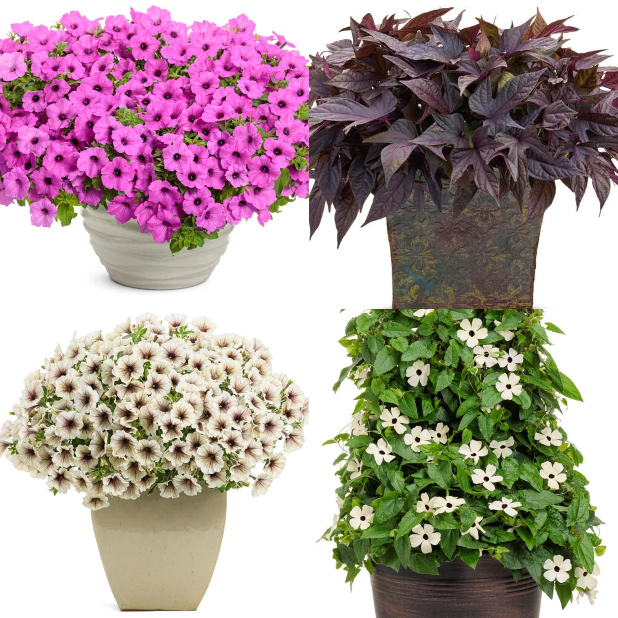 Lipstick latte flower basket.jpg