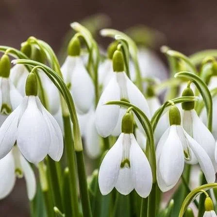 snowdrops.jpg