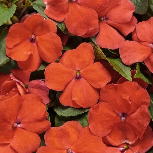 impatiens_sopranor_orange_improved_tag.jpg