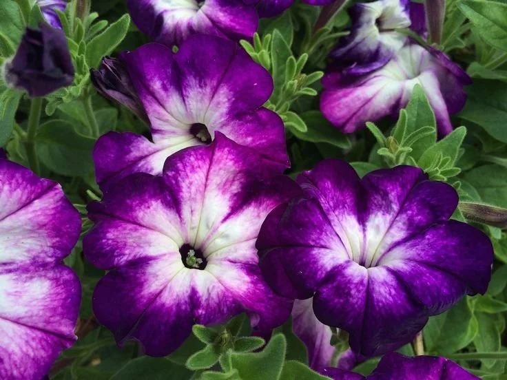 Petunia Sanguna Radiant Blue Flower