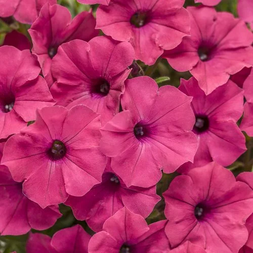 supertunia vista fuchsia bright pink flowers