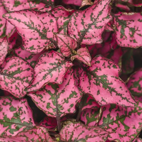 hypoestes hippo rose pink leafy plant