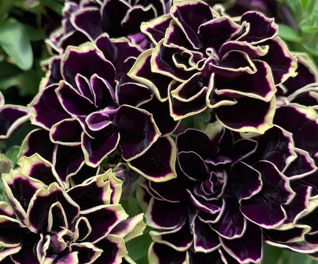 petunia midnight gold
