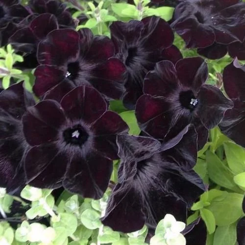 Petunia Crazytunia Black Mambo