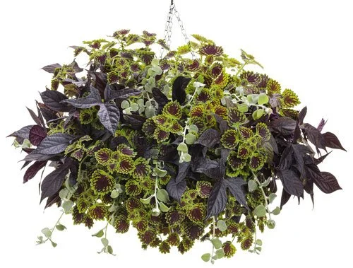 lady luck hanging basket