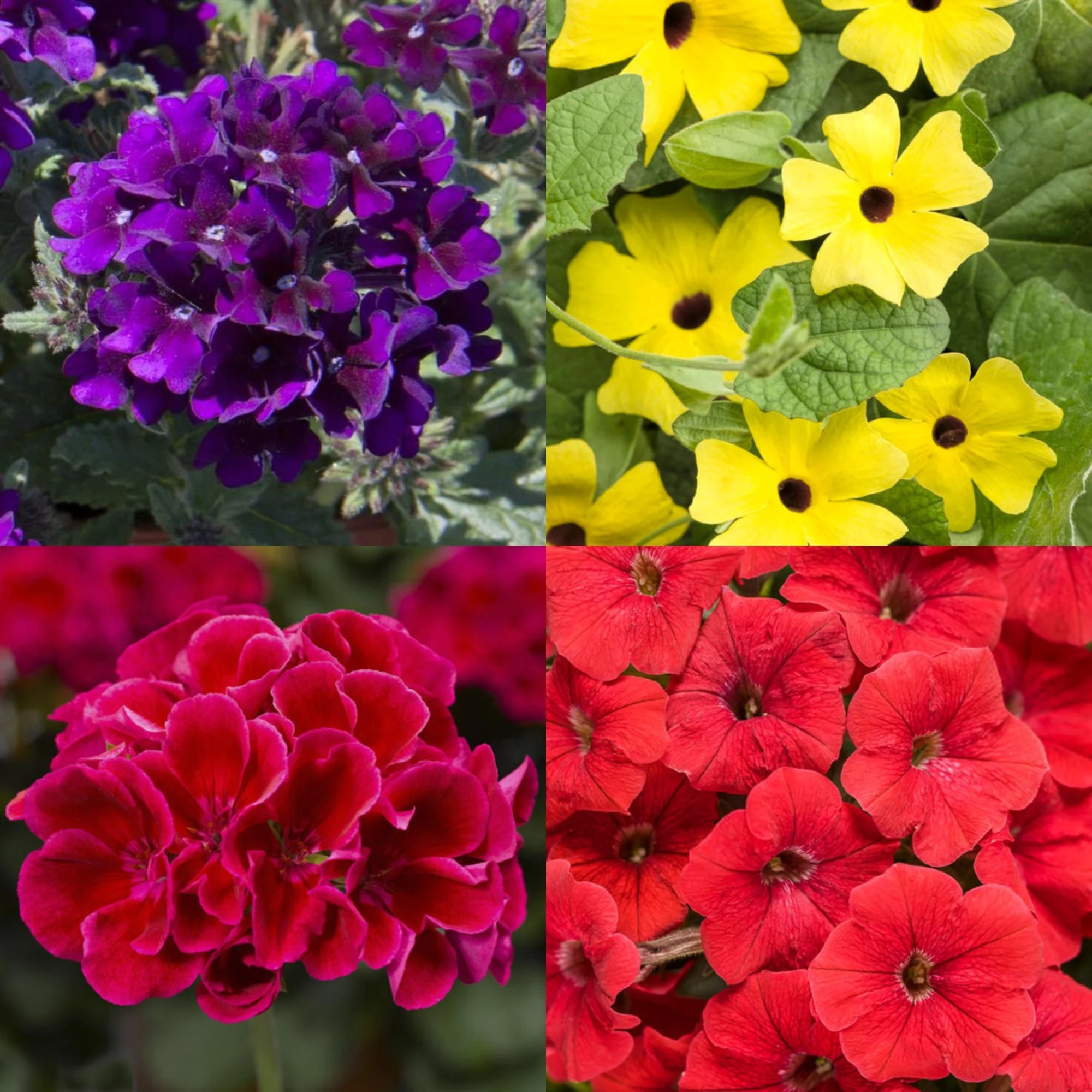 neon fever flower basket mix.jpg