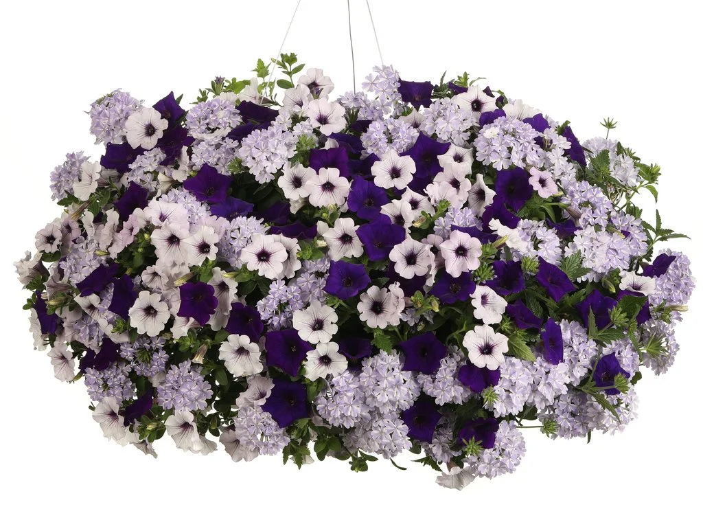 Do you lilac it hanging basket flower combination