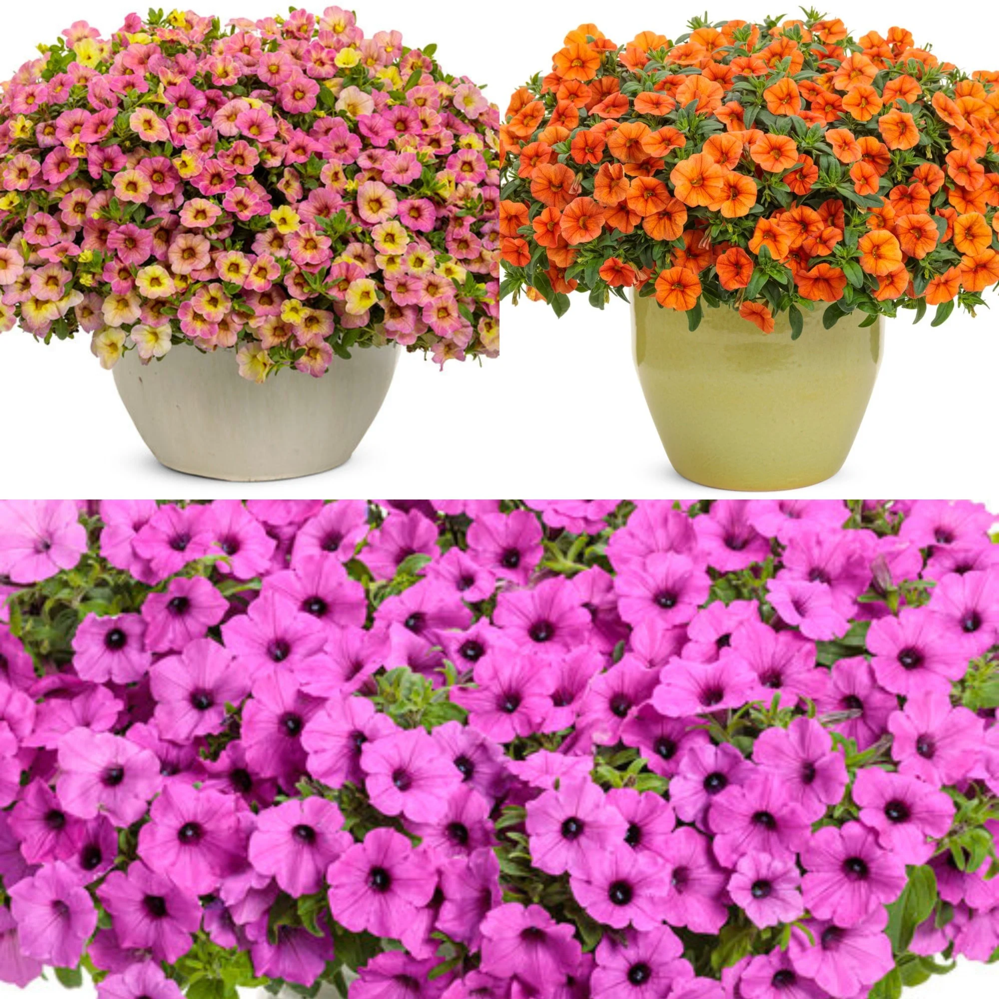 all that jazz flower basket mix.jpg