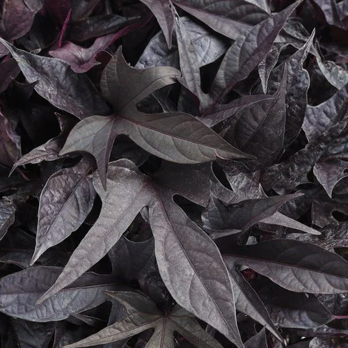 sweet caroline raven dark purple leafy plant