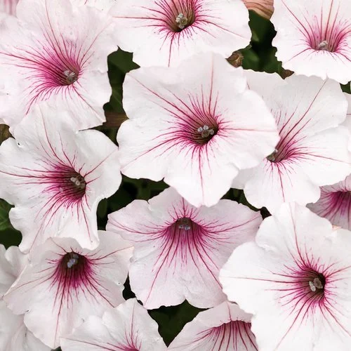 supertunia vista silverberry white flowers