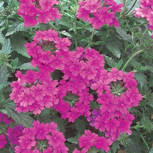 Superbena Pink Shades pink ring flower