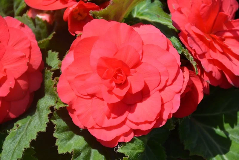 non-stop deep rose begonia