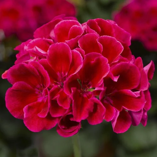 calliope medium crimson flame geranium red cluster flower