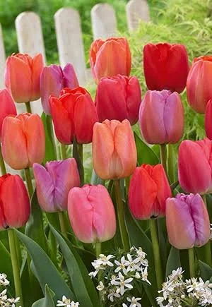 DarwinTulips1.jpg