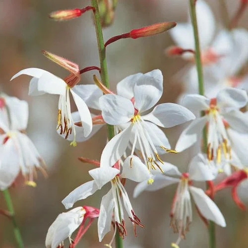 White Gaura