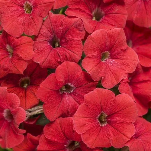 supertunia really red flower