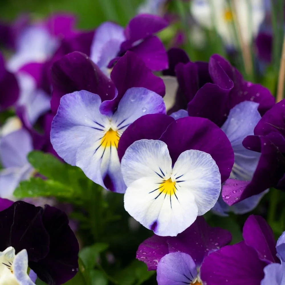 pansy cool wave
