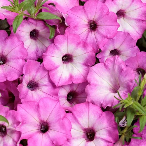 supertunia_pink_tiara