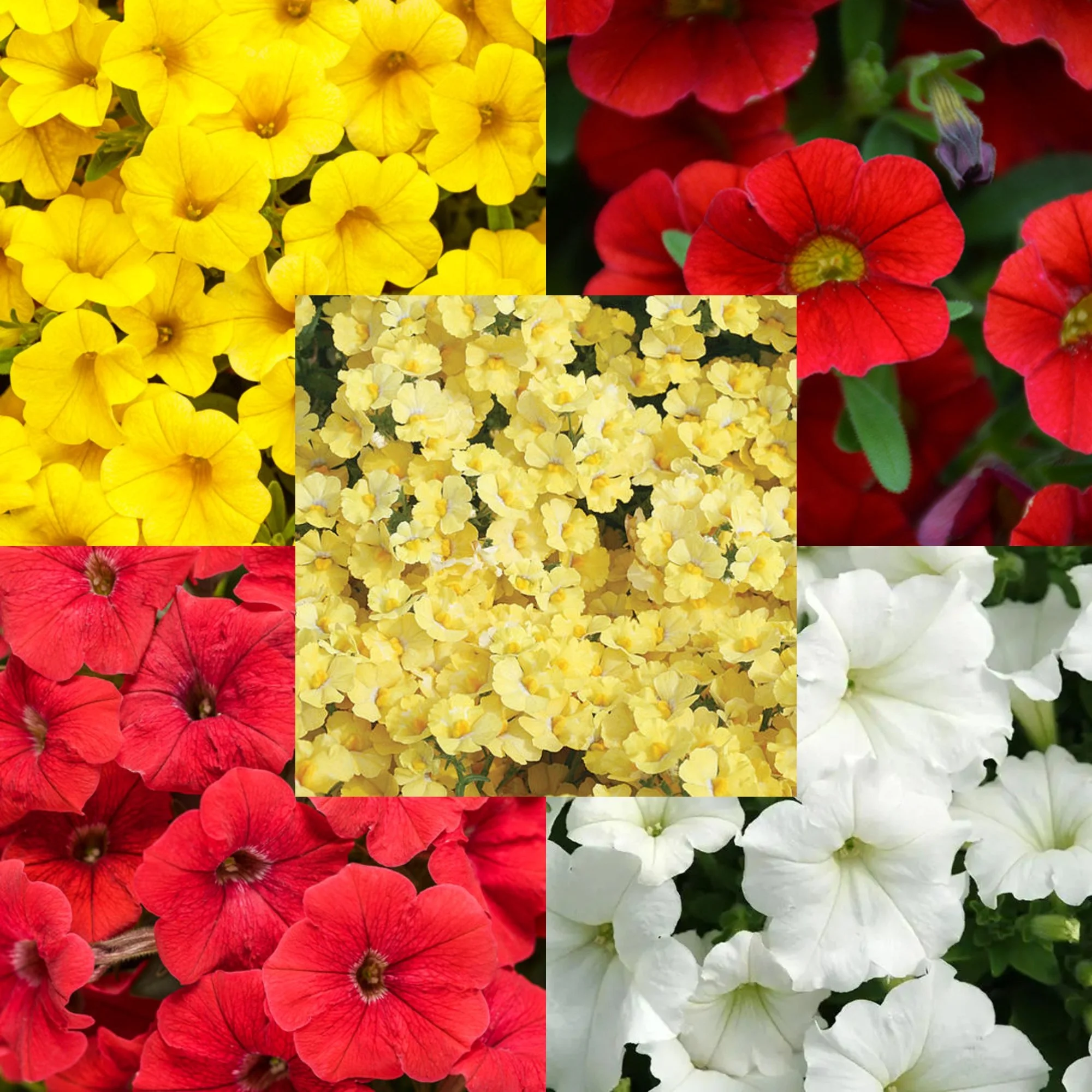 Maven flower basket mix.jpg