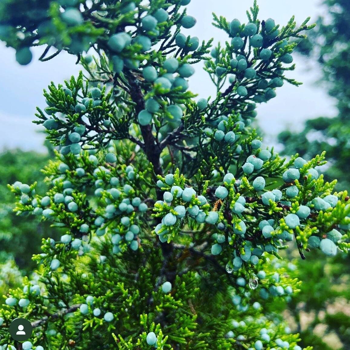 @confluence_tx (photo credit)
Juniper (known as cedar in Texas) was a symbol of the Canaanites&rsquo; fertility goddess Ashera or Astarte in Syria.
Other interpretations:

* Hope and Faith &ndash; Juniper berries are believed to be a staple during wi