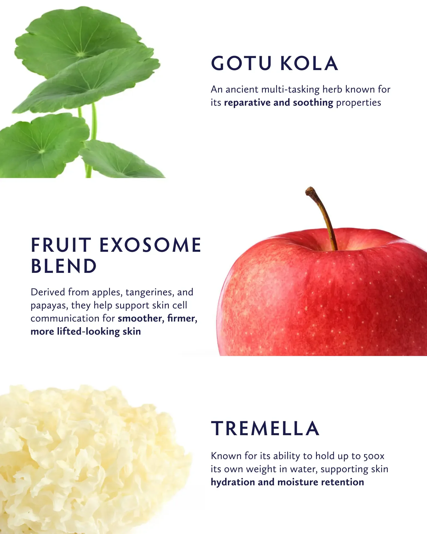 Gotu-Kola_Launch_PDP_Ingredient_2048x2048.webp