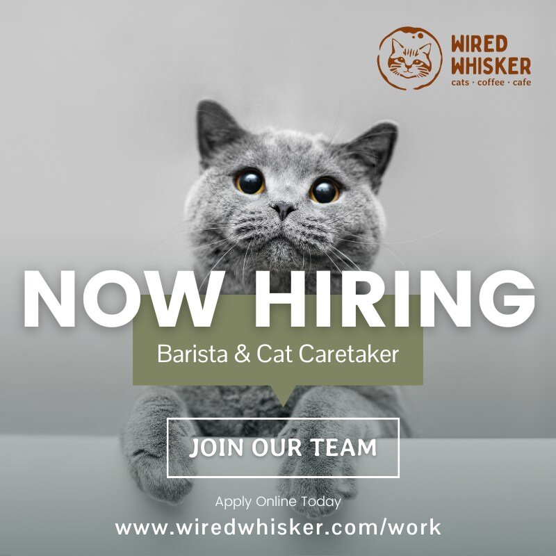 EXCITING NEWS; We are officially hiring! Review the position overview, qualifications, and responsibilities at www.wiredwhisker.com/work before applying to see if the role is a good fit.

Position Overview
Wired Whisker is getting ready for our grand