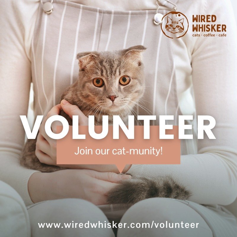Join our cat-munity by becoming a volunteer at Wired Whisker! Check out the purrks of volunteering, learn more, and apply today at www.wiredwhisker.com/volunteer. #wiredwhisker #catcafe #duluthmn #animalrescue #catrescue #volunteer