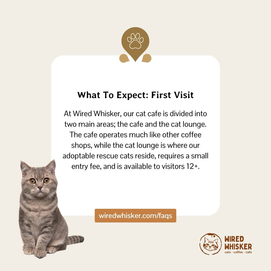 As we near our grand opening in late May, we wanted to share some info and FAQs before your first visit. We look forward to seeing you on the other side of the counter very soon! #wiredwhisker #duluthmn #catcafe