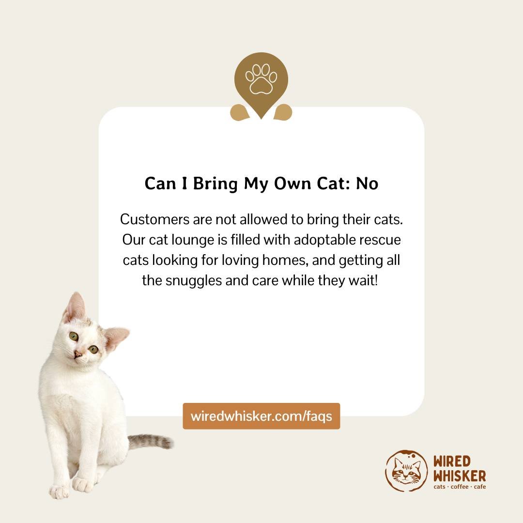 We've received this question a lot, and for those who haven't ever visited a cat cafe - it's a valid question! In short, no, please leave your own kitties at home where they may reign supreme. 

The cats residing in our cat lounge have been carefully