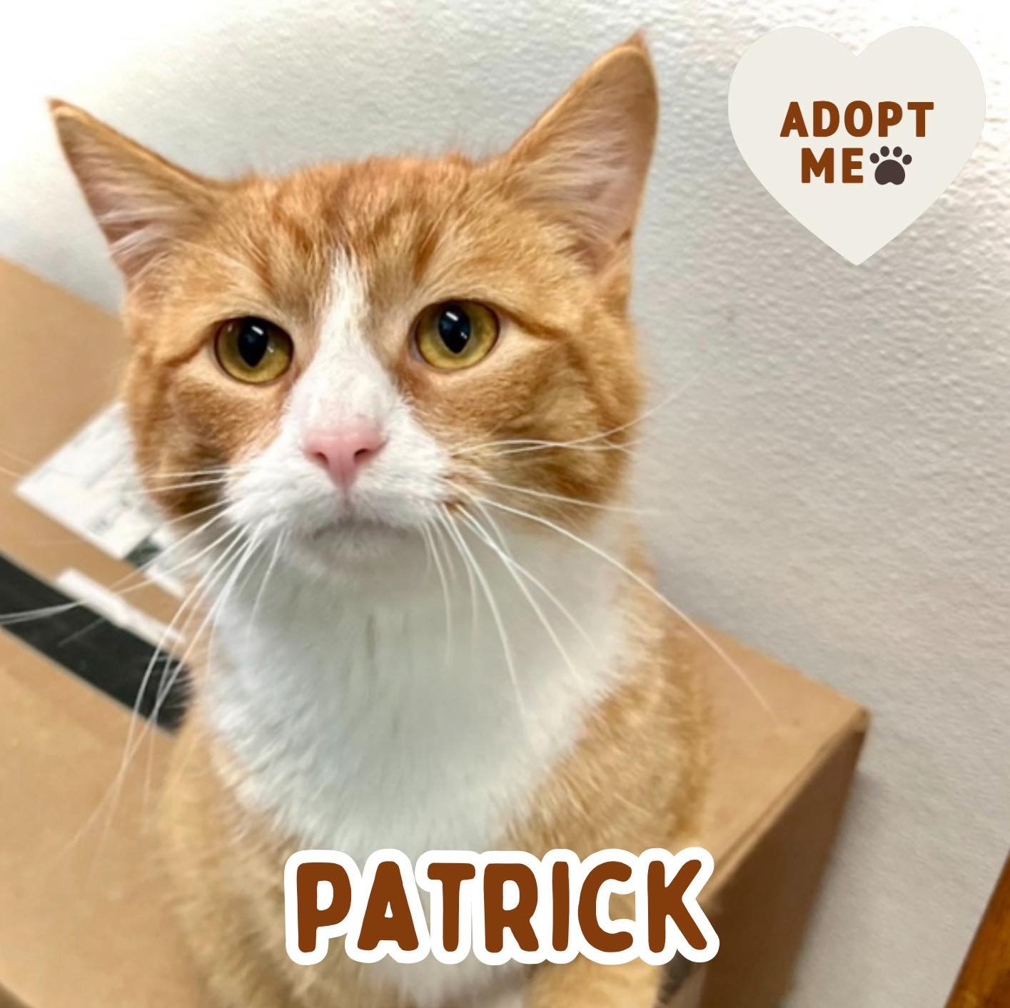 🐾 ADOPTION SPOTLIGHT: PATRICK 🐾

Patrick is a laid-back, gentle guy who&rsquo;s ready for a home of his own, preferably one without rowdy kittens causing chaos! Patrick has proven to be a sweet, wannabe lap cat who loves cozy naps, gentle playtime,