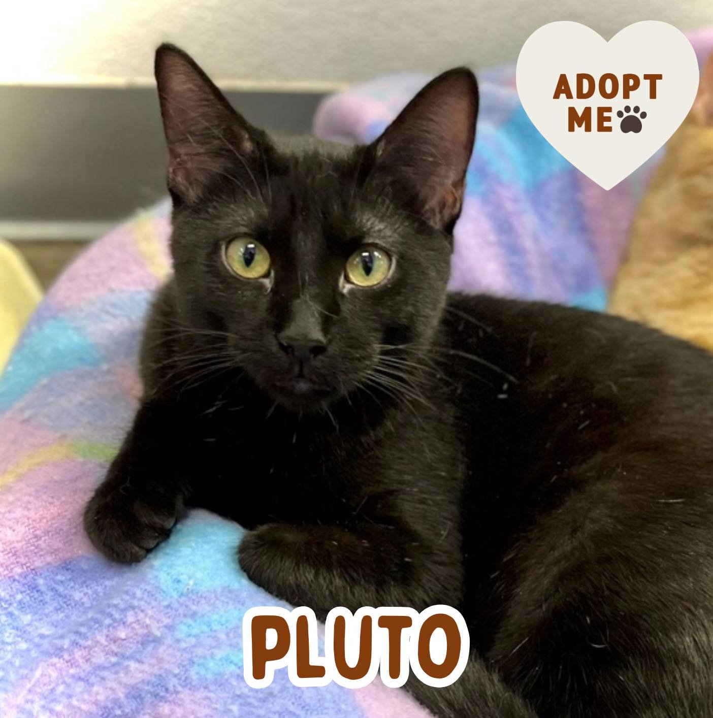 🐾 ADOPTION SPOTLIGHT: PLUTO 🐾

Pluto and his siblings came to their originating shelter in the most classic way&hellip;a little box of kittens left by the side of the road. Despite their rough start, these babies were sweet and friendly from the be