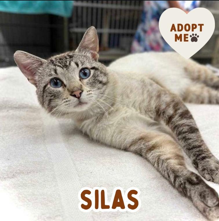 🐾 ADOPTION SPOTLIGHT: SILAS 🐾

Silas showed up at a managed colony one day, and it was clear right away that he was far too friendly to be living outside. With his striking blue eyes and outgoing nature, he quickly won everyone over. Silas loves to