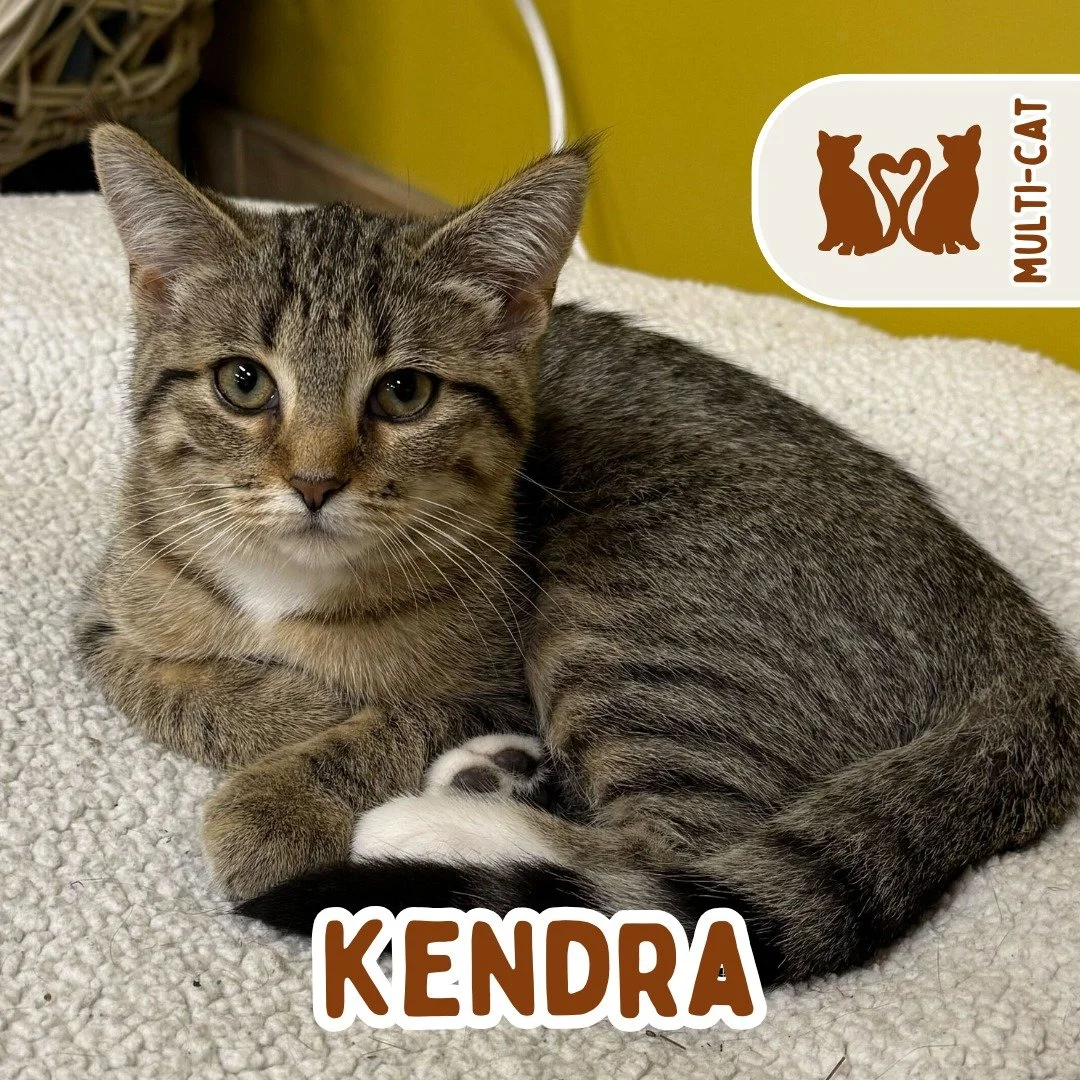 🐾 ADOPTION SPOTLIGHT: KENDRA 🐾

Kendra is a 4-month-old tiny tiger with a big personality and an even bigger purr! This little girl is full of curiosity and charm, always ready to explore, play, and turn on her motor the second you say hello.

She&