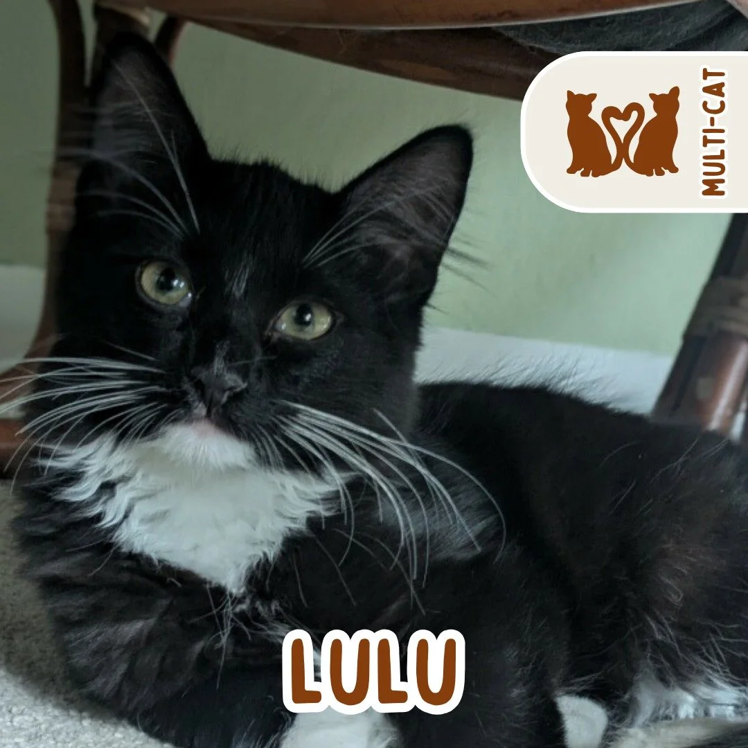 🐾 ADOPTION SPOTLIGHT: LULU 🐾

Lulu is a 5-month-old, medium-haired tuxedo girl with a heart full of playful energy and a soft spot for lap time. She loves chasing toys, exploring every corner, and then curling up right on your lap for some well-ear