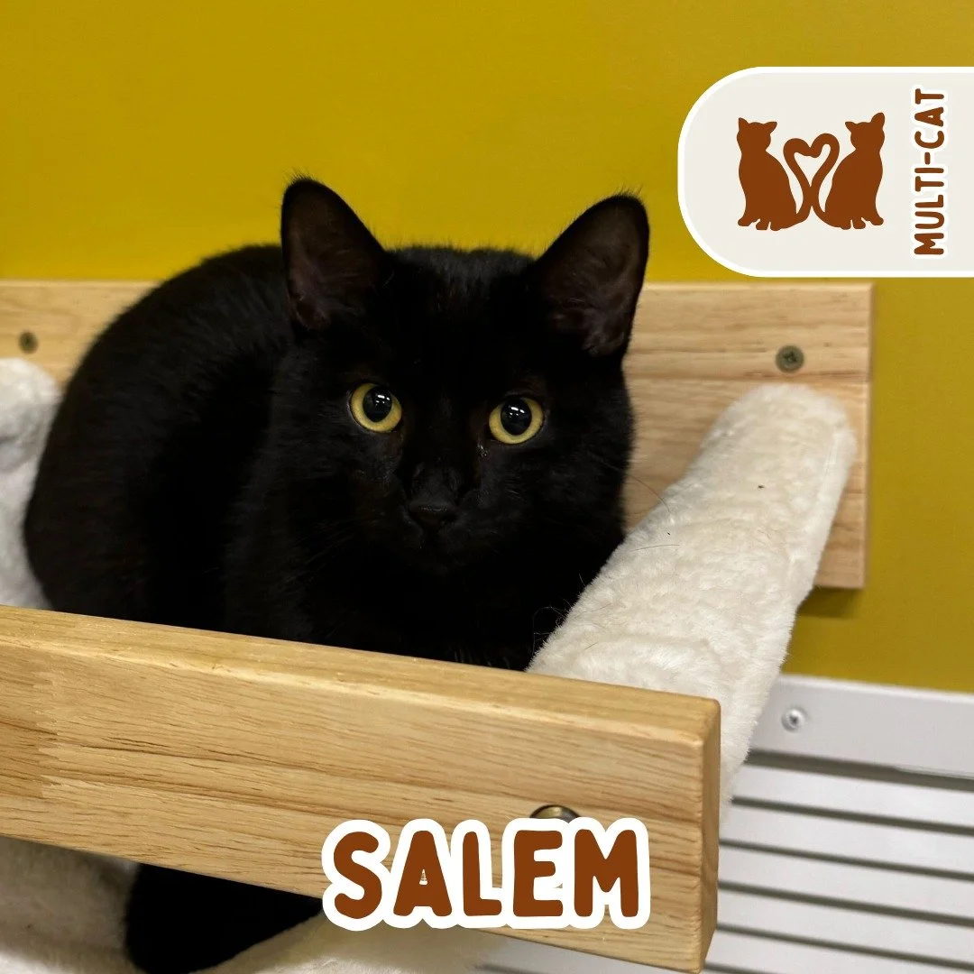 🐾 ADOPTION SPOTLIGHT: SALEM🐾

Salem is a stunning black beauty with piercing yellow eyes and a voice that demands to be heard. This chatty little diva knows exactly what she wants and isn&rsquo;t afraid to tell you all about it!

With her bold pers