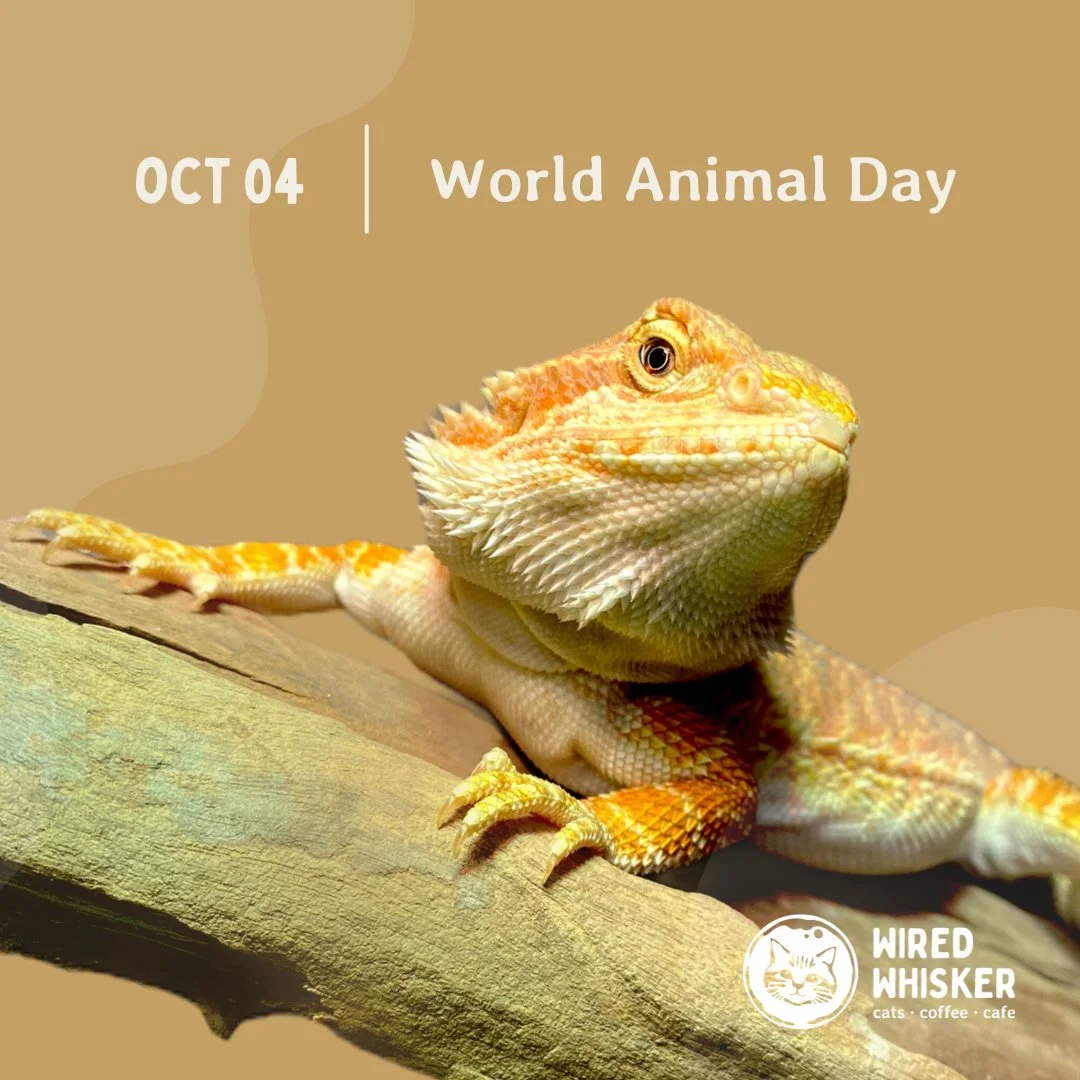 🌍🐾 Happy World Animal Day! Today, we stand in solidarity to celebrate and advocate for the welfare of all animals &ndash; big and small, wild and domesticated. From the pets at our sides to the wildlife in the forests, each creature on this planet 