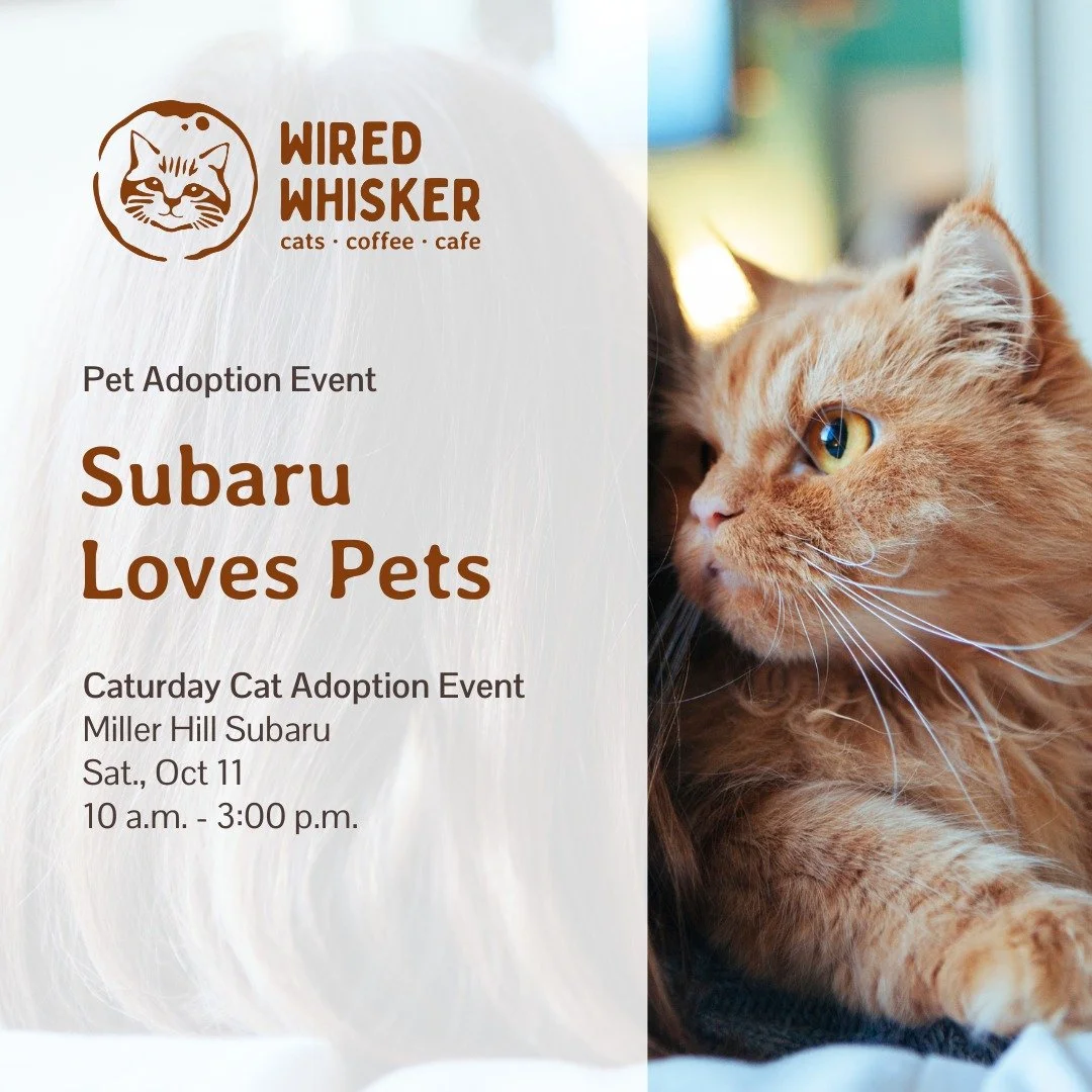What's better than a Saturday? A Caturday! Stop by our booth this Saturday, October 11, for toys, treats, and other fun cat goodies at Miller Hill Subaru's annual &quot;Caturday&quot; adoption event! 

#duluthmn #duluthmnevents #animalrescue #adoptio