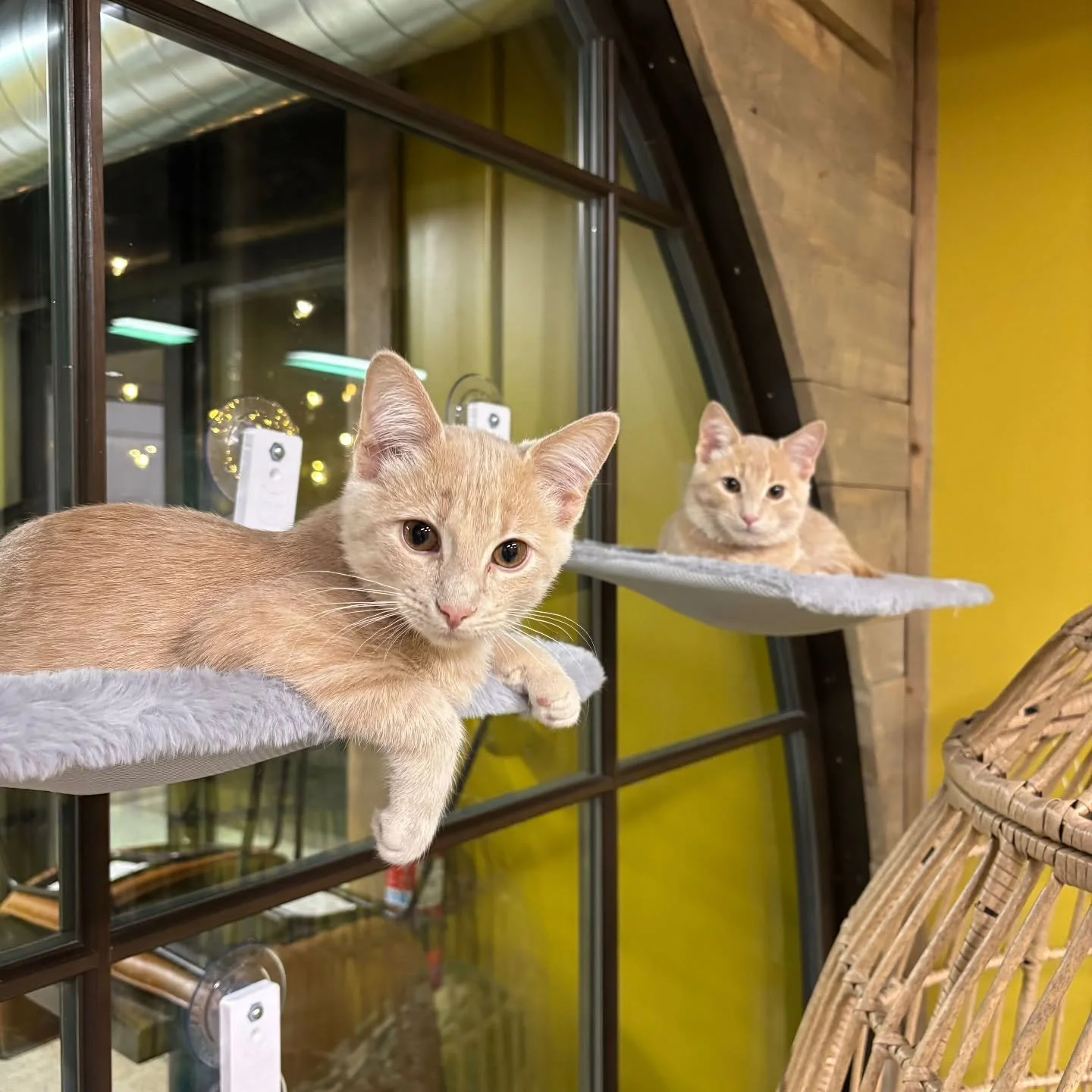 Brothers Meep and Meowt are going to their forever home this week! So happy for these two! πΎπππΎ