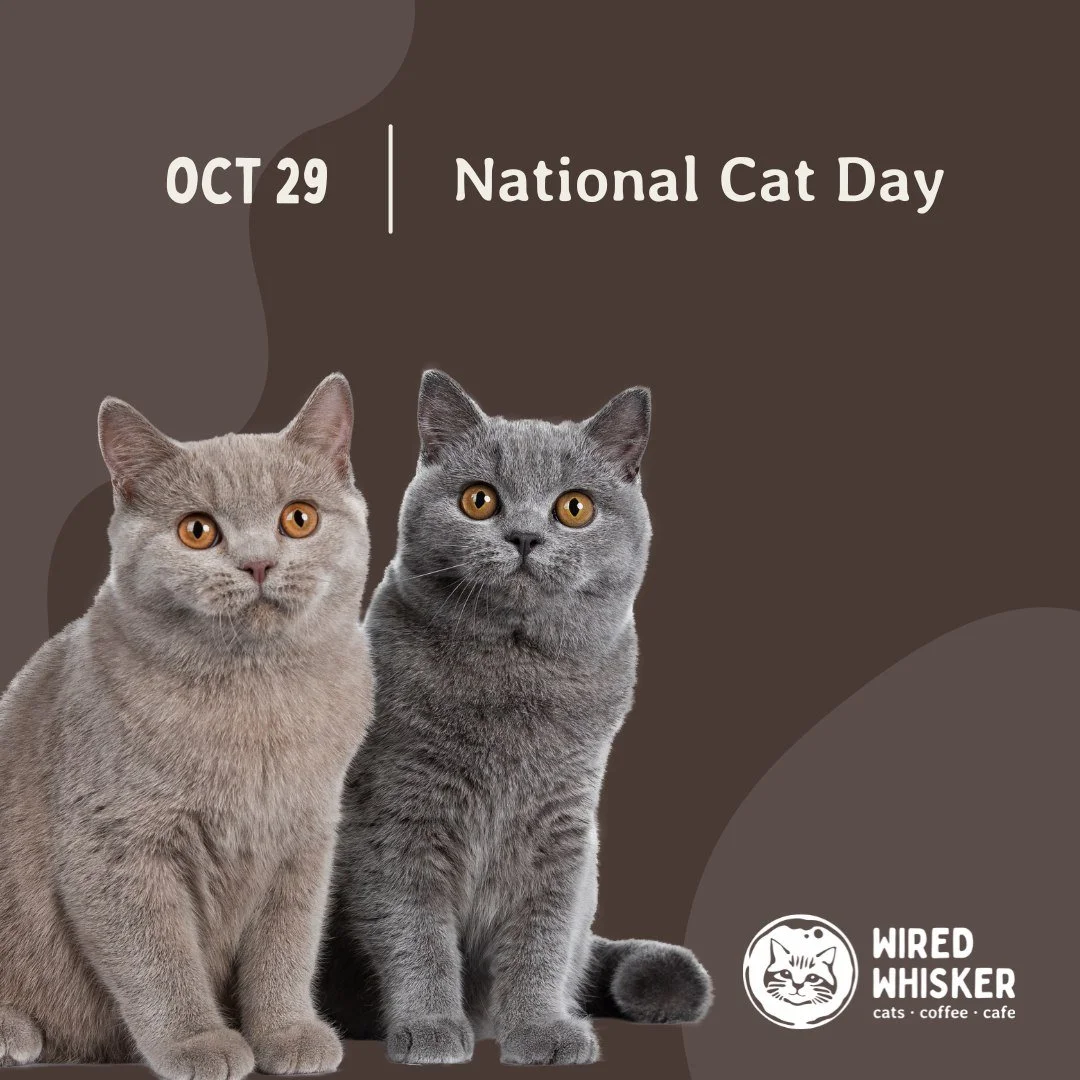ππ± Happy National Cat Day to all the cat enthusiasts and their purr-fect companions! Today is the day to celebrate the love, laughter, and serenity that cats bring into our lives. Whether they're curled up on our laps or chasing after a phantom mou